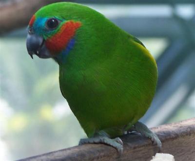 double-eyed-fig-parrot-small.JPG