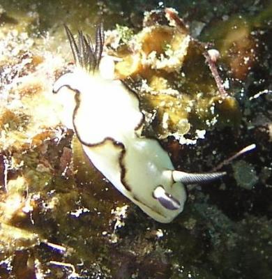 glossodoris-atromarginata.JPG