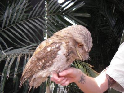 papuan-frogmouth.JPG