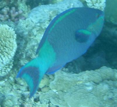 parrotfish-cropped-small.JPG