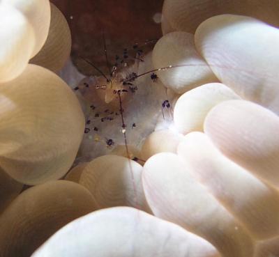 translucent-coral-prawn.JPG