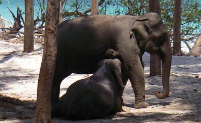 baby-elephant-nursing-small.JPG