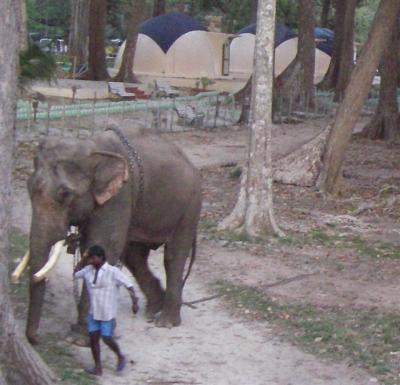 elephant-close-up-small.JPG