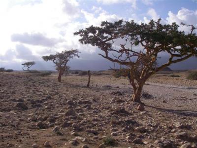 wadi-with-frankincense-trees-2-small.JPG