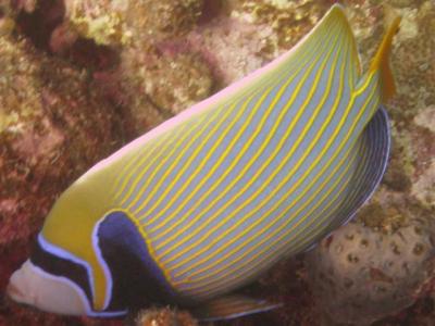butterfly-fish-close-up-small.JPG