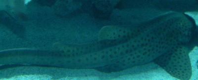 leopard-shark-close-small.jpg