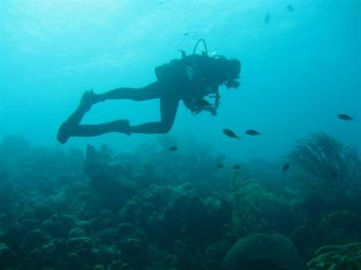 chromis-corals-small.jpg