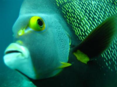 french-angelfish-small.jpg