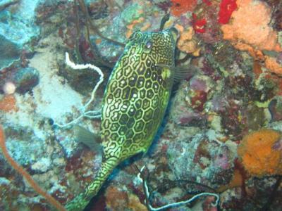 honeycomb-cowfish-small.jpg