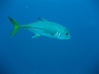 horse-eyed-trevally-small.jpg