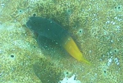 blenny-cropped-small.JPG