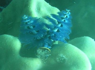 christmas-tree-worms-cropped-small.JPG