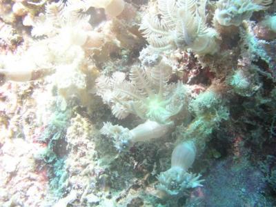feeding-coral-polyp-small.jpg
