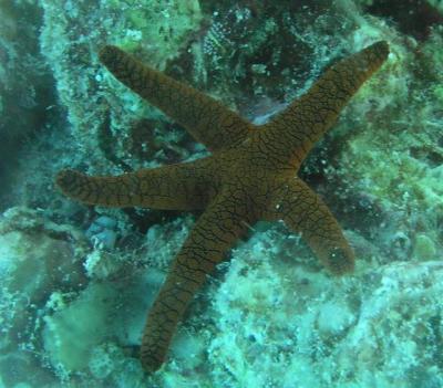 starfish-cropped-small.JPG
