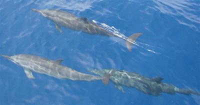 3-dolphins-close-small.JPG