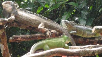 iguanas-close-small.jpg