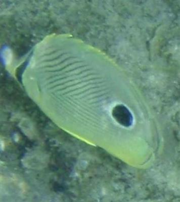 4-eyed-butterfly-fish-small.jpg