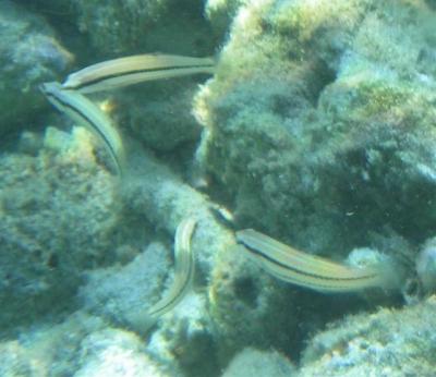 cleaner-fish-small.jpg