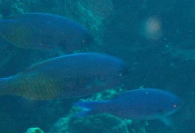creole-wrasse-close-small.jpg