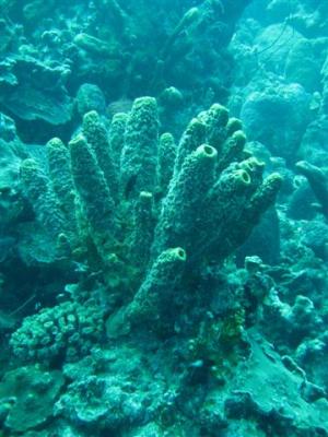 tube-sponge-coral-small.jpg