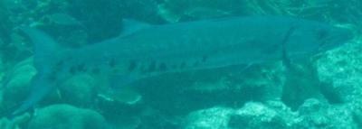 barracuda-close-2-small.jpg
