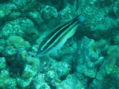 female-princess-parrotfish-small.jpg