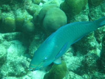 parrotfish-small.jpg